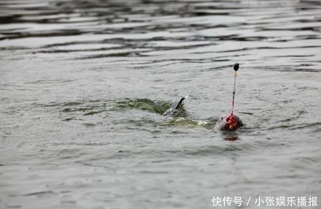 钓目|压箱底的漂调钓技巧,野外调漂相当容易搞定!