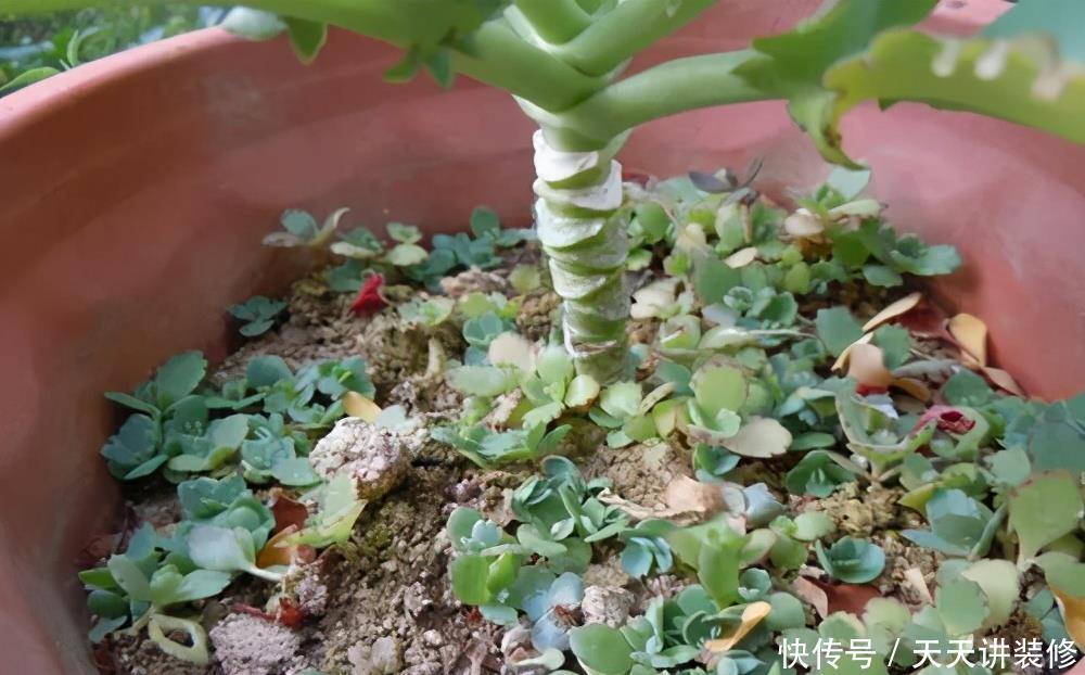 危害|花盆里有些“杂草”，都是大祸害，见了赶紧拔，危害大