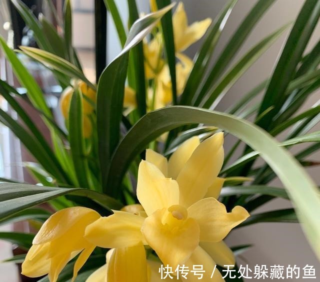 小神童|建议夏天遇到此兰花，别手软，多买些，能让你“清凉一夏”！