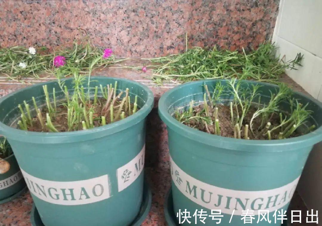 施肥|8种花赶紧剃头,剃得越狠,开花越多