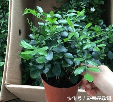 观赏|六种“冻不死”植物，沾土既活，放在家里满屋香！身体还会更健康