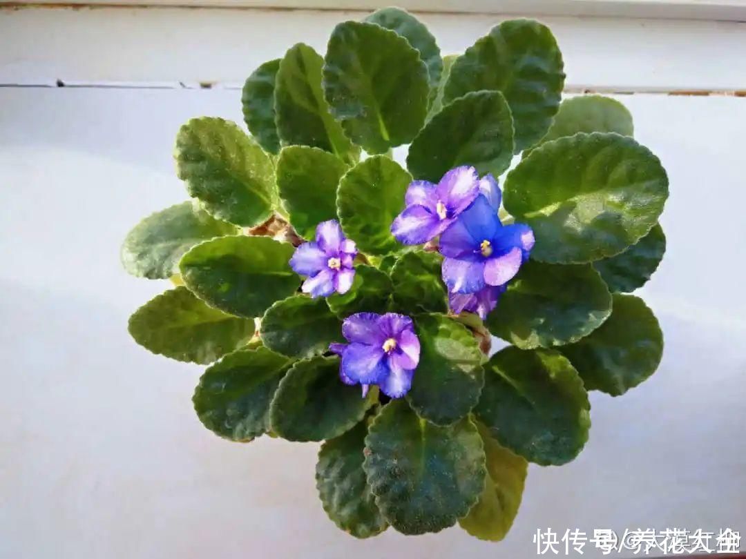  开花|开花时间PK，秋海棠第二，就没花敢称第一