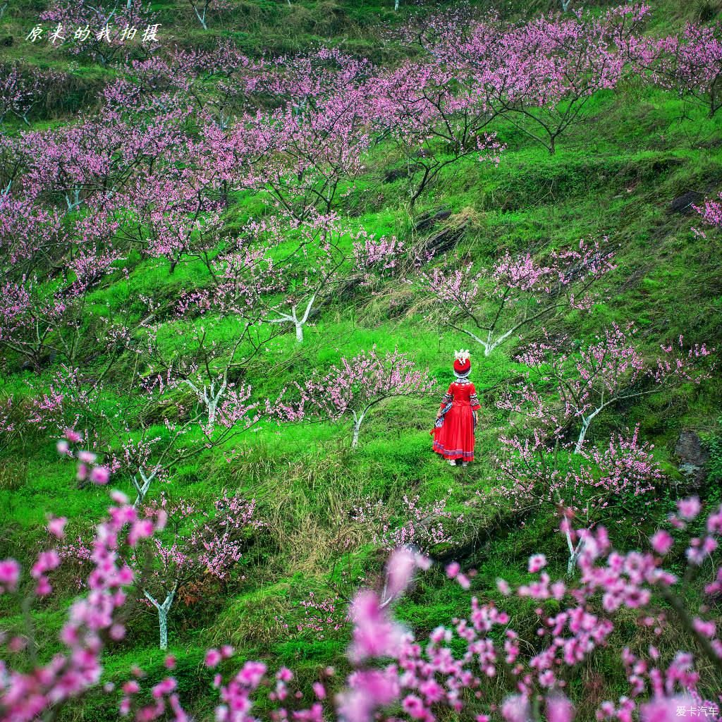 《重庆秀山的坪南桃花盛开了》