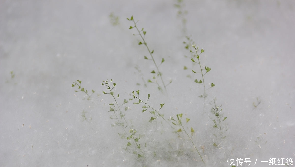 五一农村“雪花”飘飘，引来游客拍照，爷爷吓得全程陪同