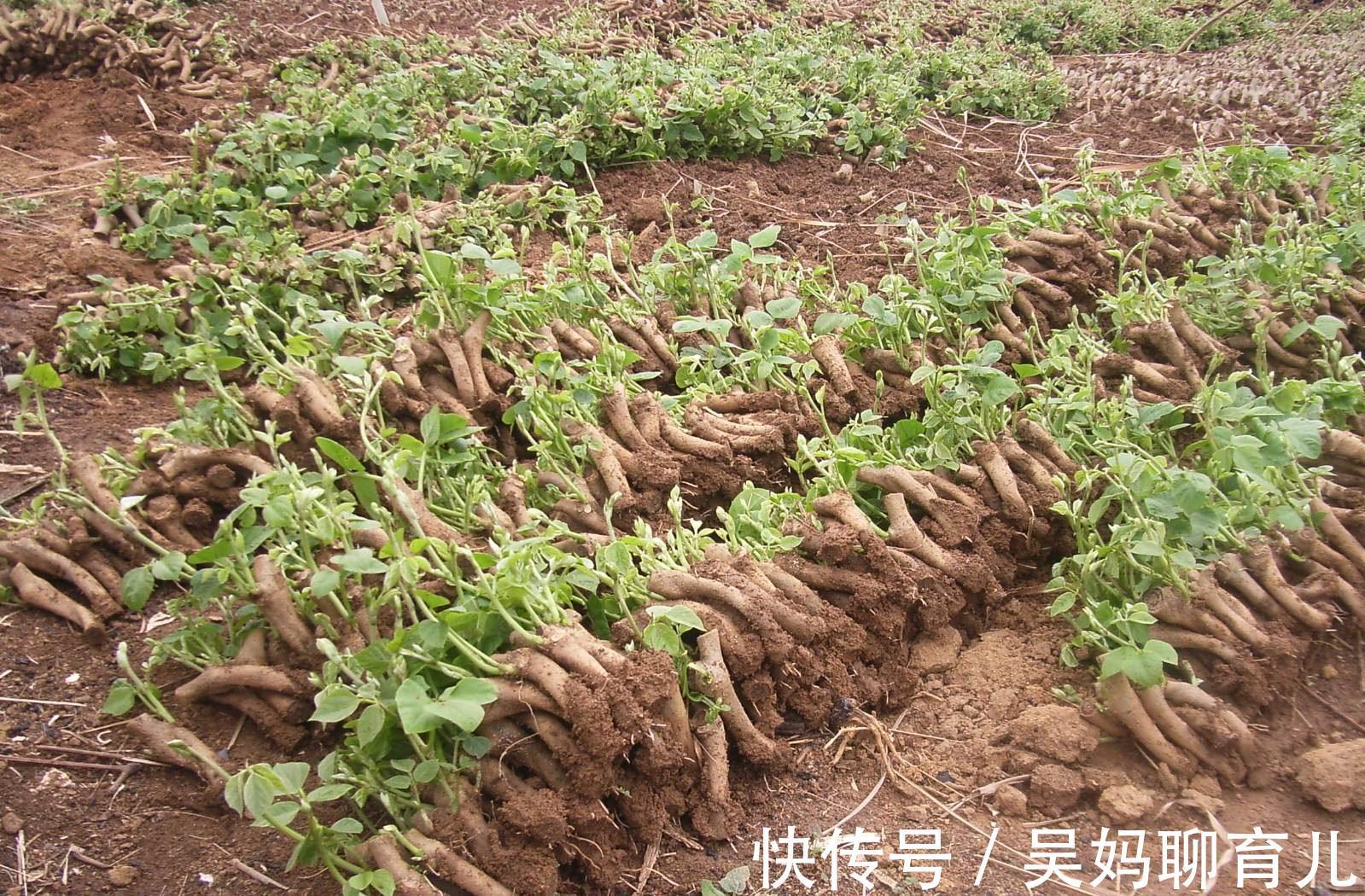 养护|对人体很好的食物,秋天多吃,能养护肠胃,增强体质,肌肤更好