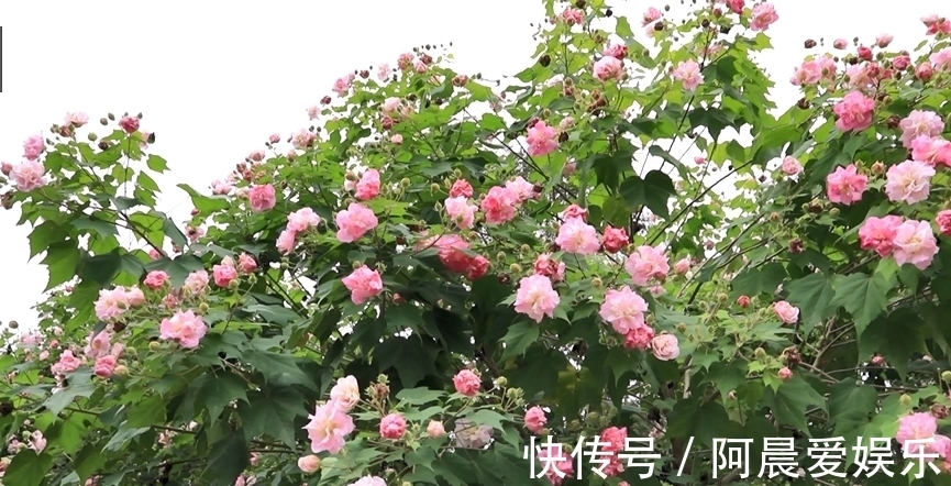 美景|荣昌：芙蓉独自芳 美景映深秋