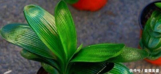 爆盆|什么柳树皮,阿司匹林都不如“1勺它”,厨房取一勺,养啥旺啥!