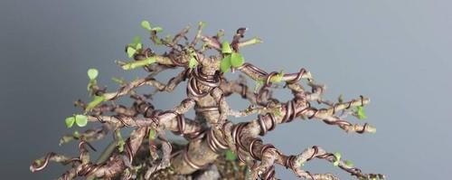 冬天养玉树“3多1少”，不仅长绿叶，还能“育新苗”，越养越旺