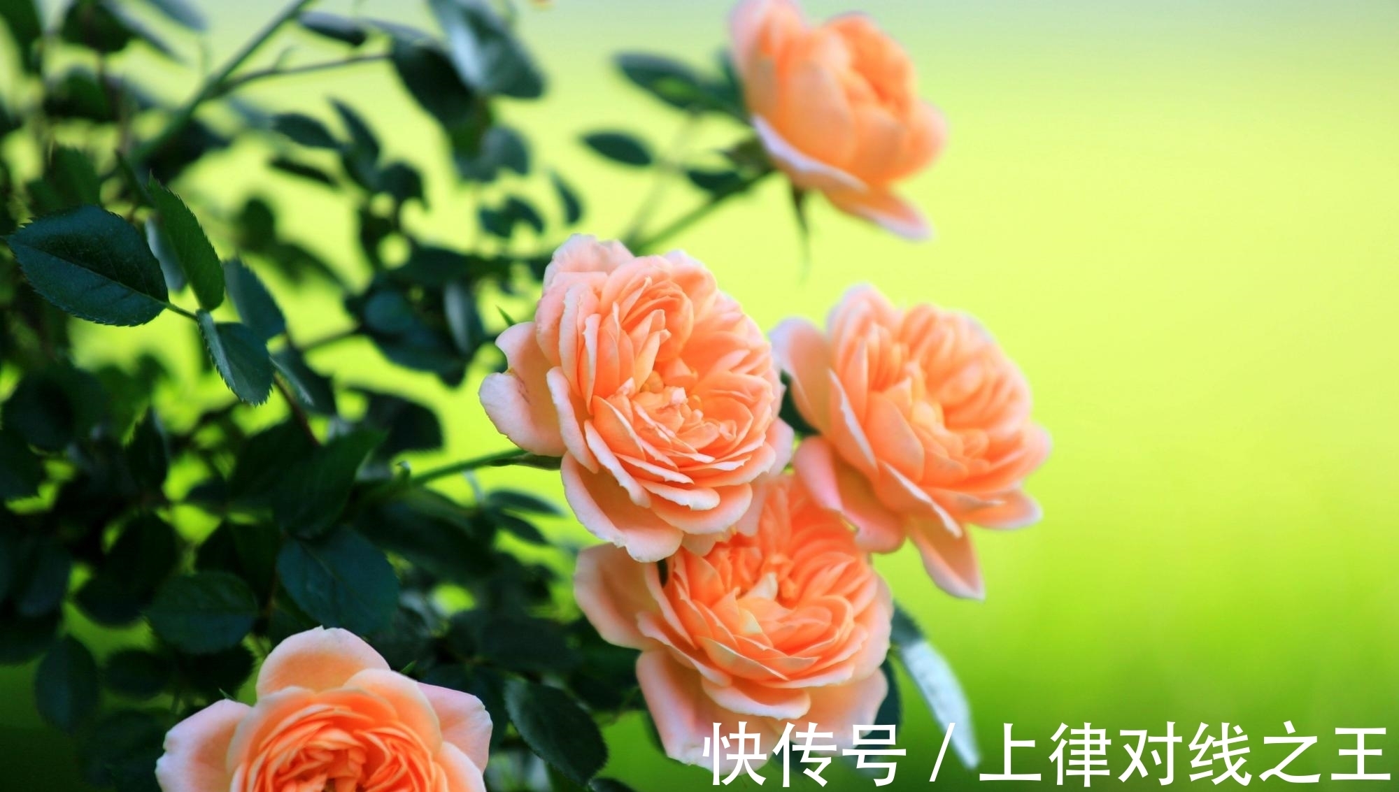 刚买回家的花,不到2周就枯萎了,什么原因造成的?