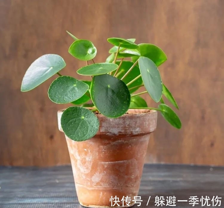 圆润小巧的铜钱草、镜面草和荷叶椒草，三种迷你植物哪种适合你？