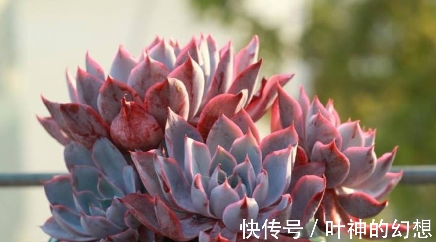 养了3年的多肉赫拉,颜色鲜红贵气逼人,轻松养成群生小老桩