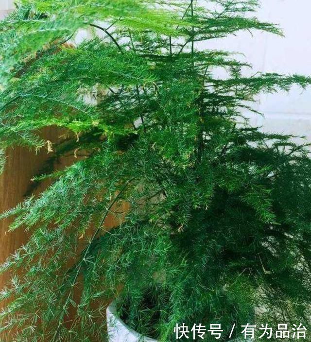 文竹有“四怕”,避开“它”,叶绿根壮,生机勃勃