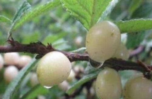 食物|聪明女性坚持吃3种食物，温中益气，润肠通便，好吃又不贵！