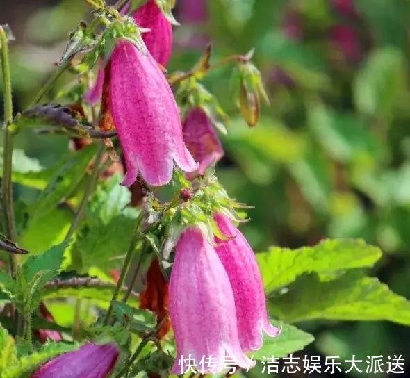 战斗机|植植物界的战斗机,耐寒耐贫瘠,花朵如风铃,皮实好养的小仙女!