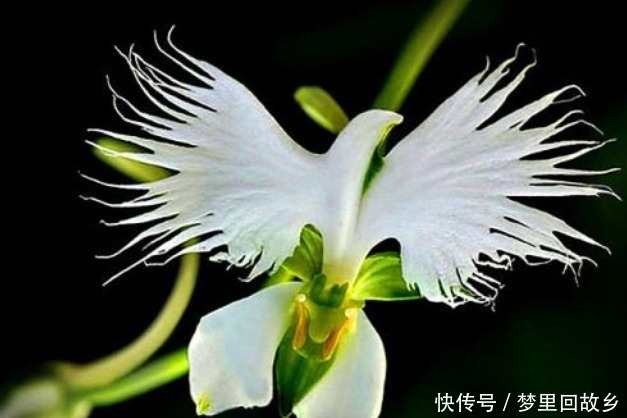 名字|喜欢菊花,不如养盆“高档小花”血根草,名字奇葩,长得却很美