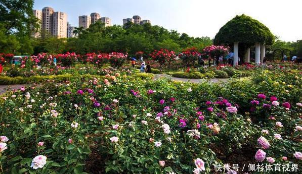 冬天冷、夏天热,养啥花好扦插2种花卉,沾土就活、四季花开