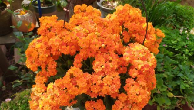 长寿花|有1种花,非常喜欢被“掐头”,不掐就是丑八怪,掐了全是花