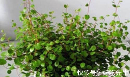 佛珠|养这三种吊兰,美翻你的客厅,随便一插就能活,根本不用买!
