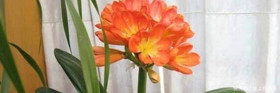 2种小“玩意”扔盆里,君子兰长爆了,5年不施肥,也能1年2次花!