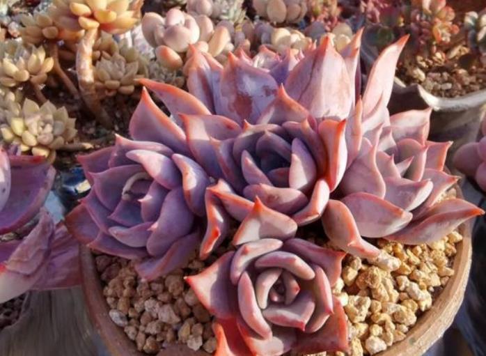 多肉植物|秋天养盆多肉露西娜,越晒颜色越粉嫩,仙气十足惹人爱