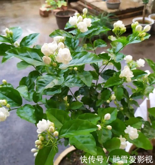 开花植物没香味?关键原因有2点,给它做充足,只要开花满屋飘香
