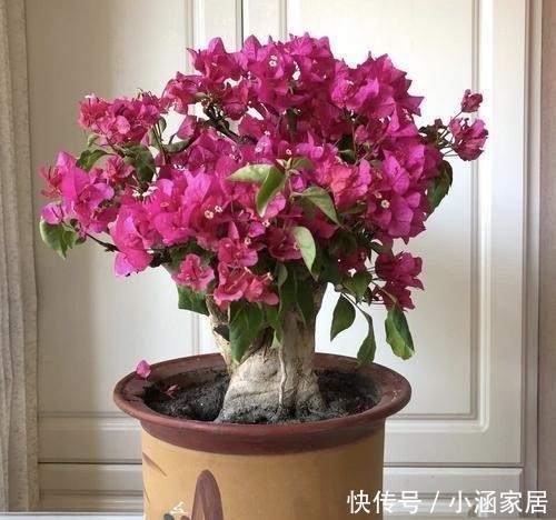 花卉|学会这5招,三角梅变老桩不再是问题!