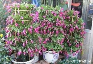 施肥|夏天养“蟹爪兰”4秘诀,叶片肥厚蹭蹭长,到了秋季就开花,管用