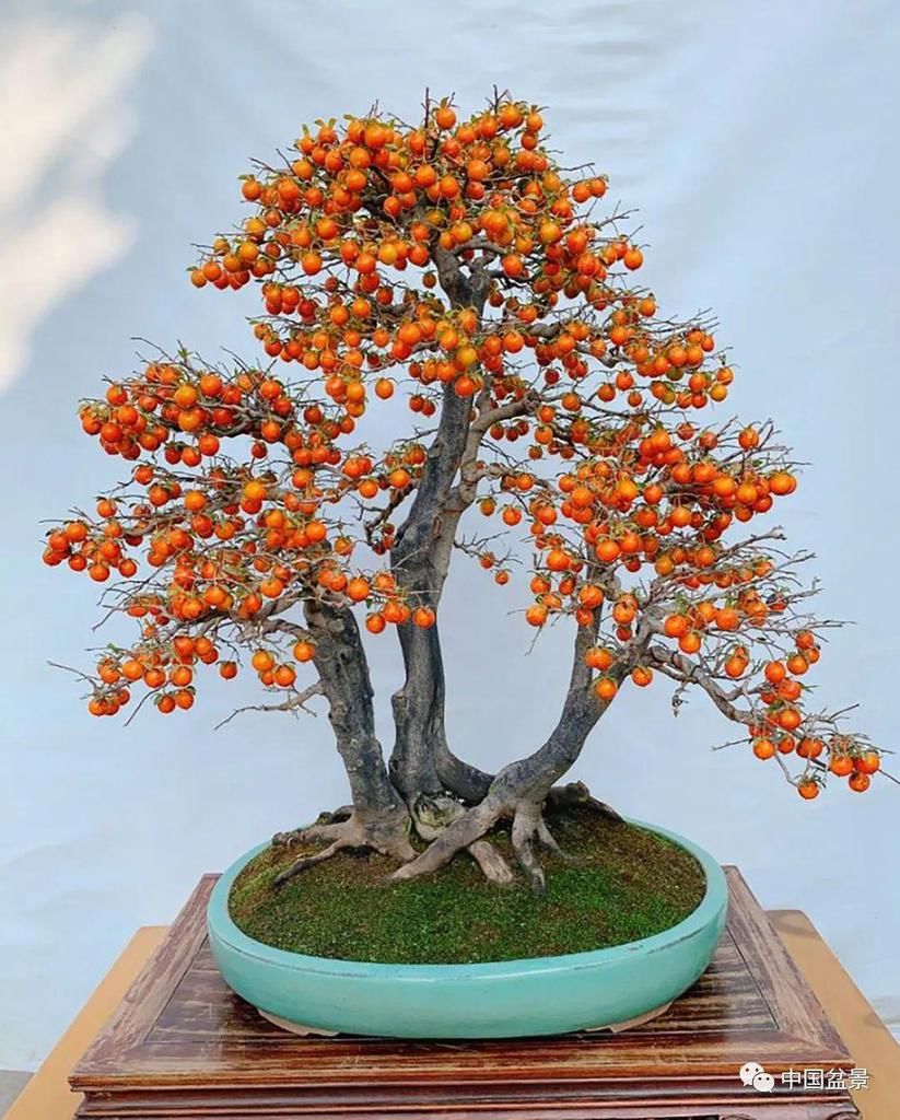 看到这些盆景以前的样子，我也是服了