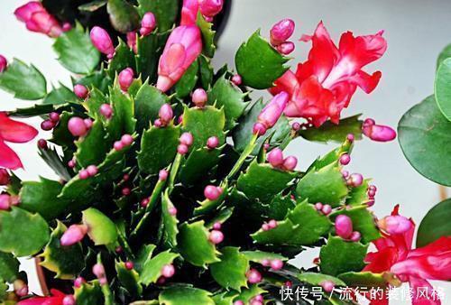 花卉|7种花，再心动也别买，带回家养不活，新手选择要慎重！