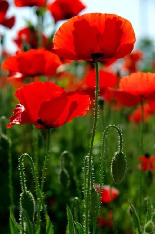 什么花最好看？