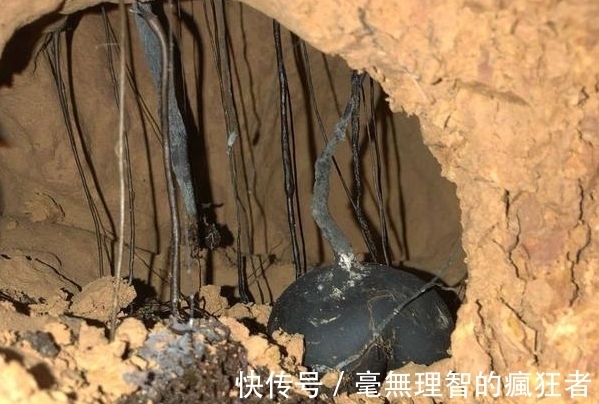 乌灵参|乌灵参:白蚁种出来的“人参”,价值堪比黄金,极其稀有和难获取