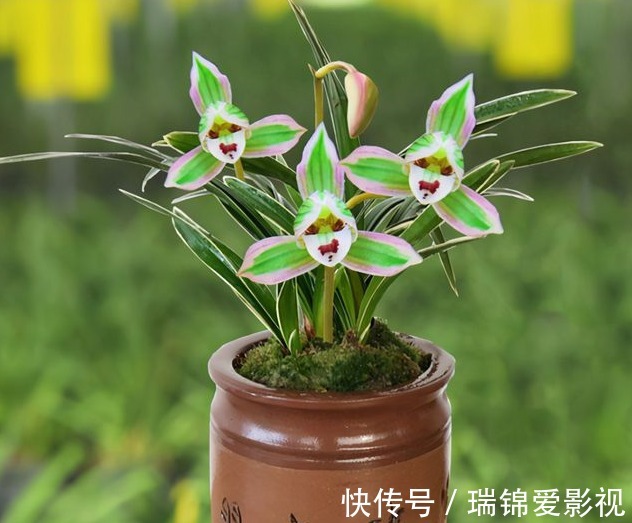 建兰“帝王妃”，花姿优雅，叶带金边，浓香型盆栽里的上上品