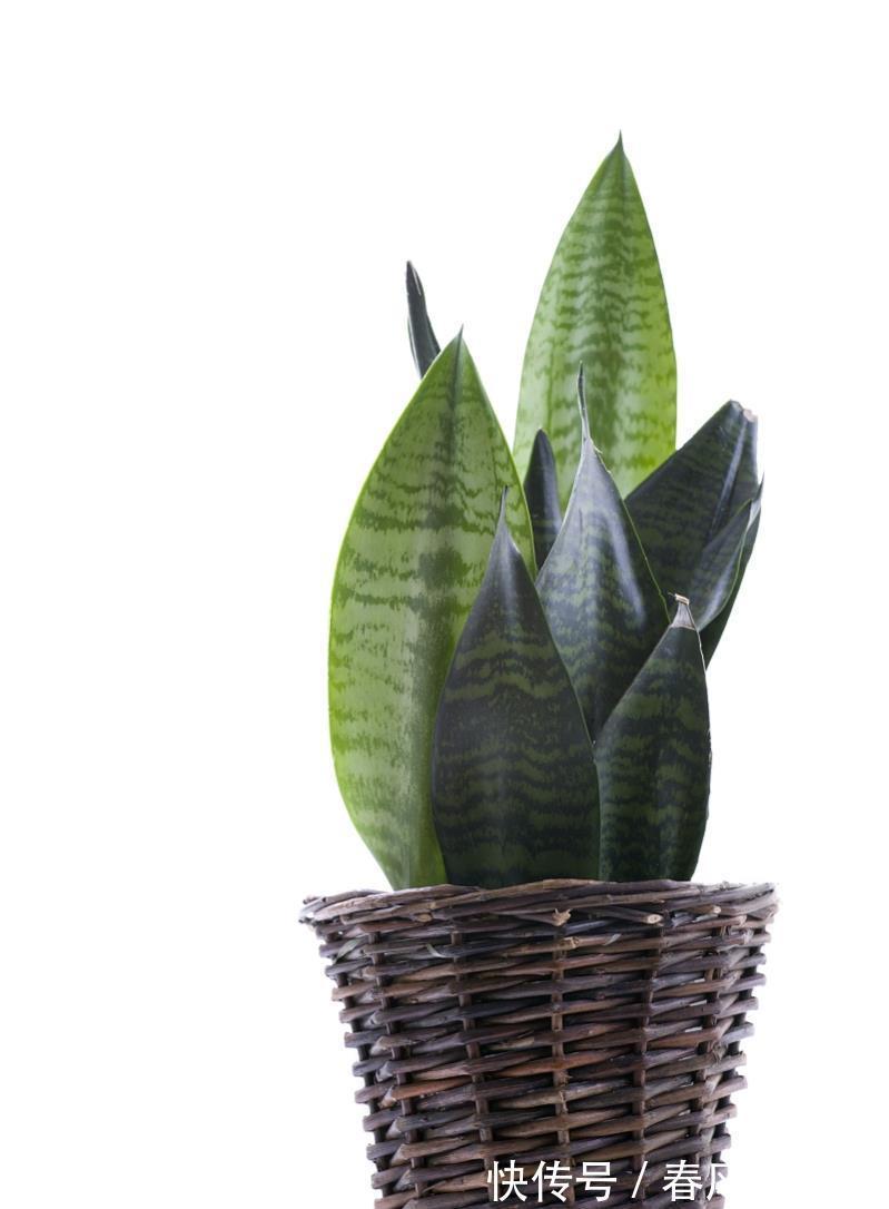 阳光|秋季养虎尾兰，换盆很重要，加上合理养护，不变美都难