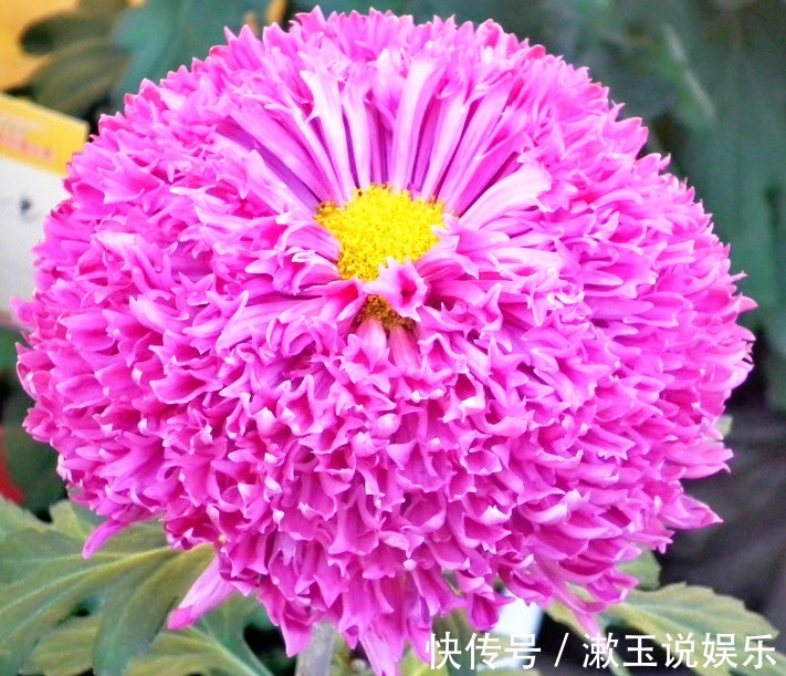 喜欢菊花，不如养盆“菊中珍品”紫龙献爪，似龙爪裂天，霸气十足