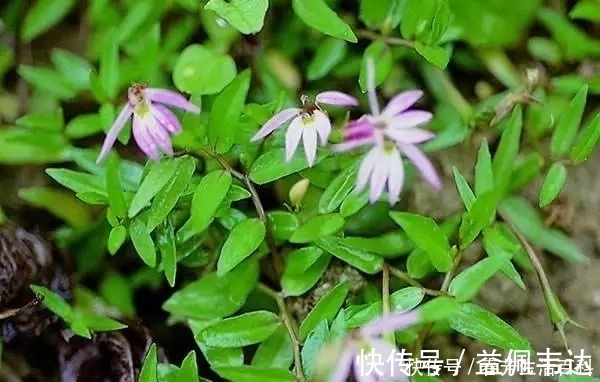 野草|田边的一种野草,你若见到别破坏,价值珍贵的很,50元一斤