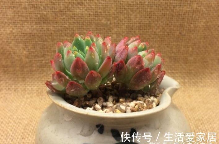 事儿|用超级拇指盆来养多肉?完全可以,只要你愿意,这都不是事儿