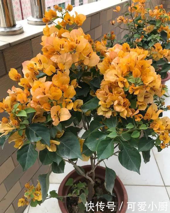 立冬后,养这5种花,最好搬到屋里,不然难越冬