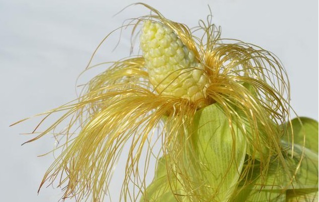 三种人|5岁小男孩,浑身起红疹,提醒蒲公英虽好,三种人要慎用