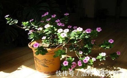 蟹爪兰|吴大妈只养“3种花”，一年300多天有花看，开成花海，特美！