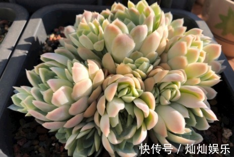 养多肉什么时候浇水教你浇水的4个小窍门,让多肉越长越茂盛