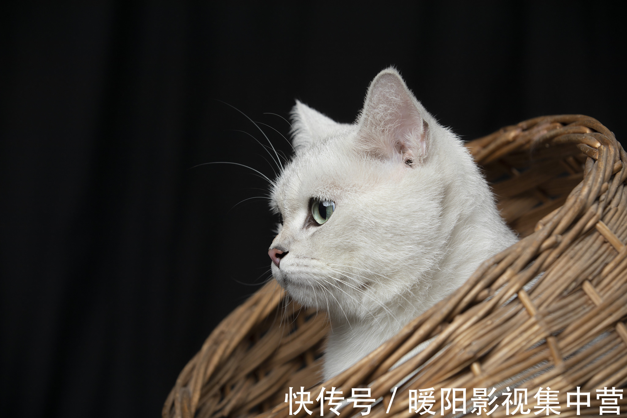 男女主!5本文笔好的穿越小说,养成暗恋,男主偏执,女主不小白