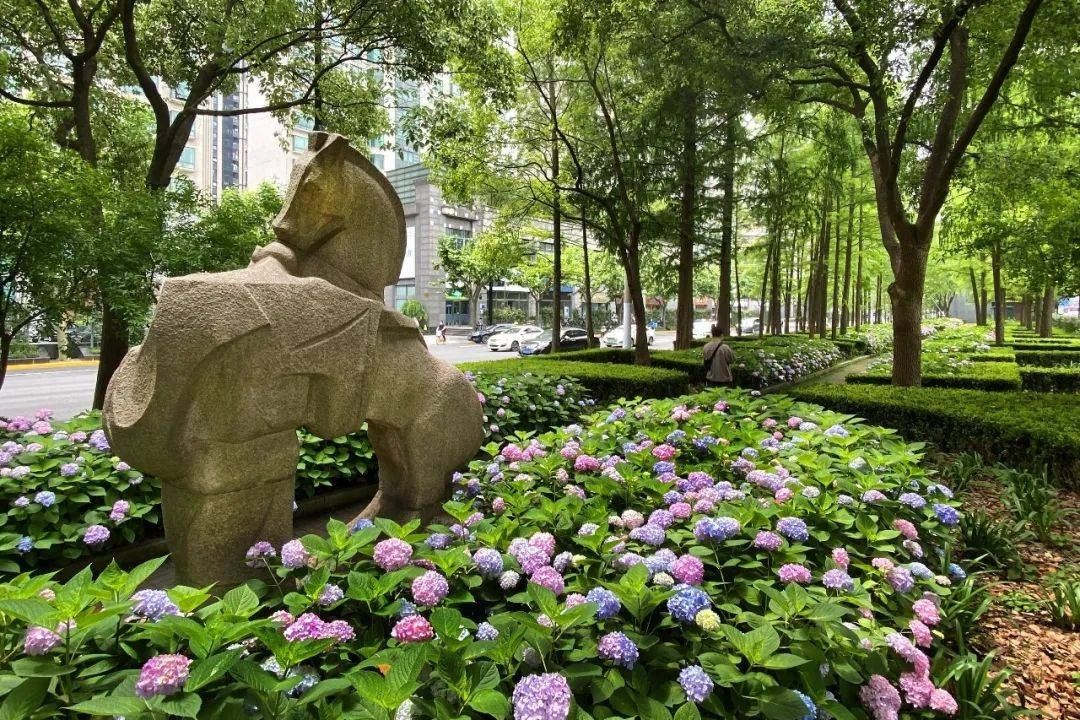 马卡龙|绣球繁花尽绽放 徐汇街头觅“清新”