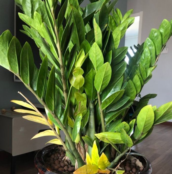 4种颜值高的漂亮花，招财集福气，养在家里寓意好