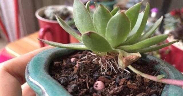 多肉长“胡须”，剪还是留只看一点就知道，养成漂亮茂盛老桩