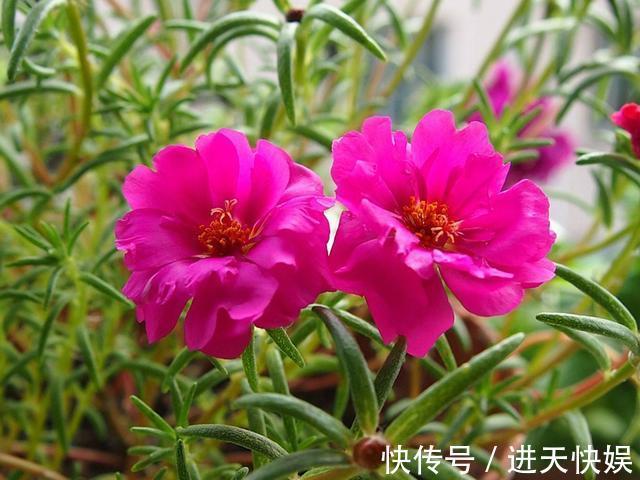 太阳花根茎软倒伏不开花,抓紧时间“剃光头”,夏末还能开一茬