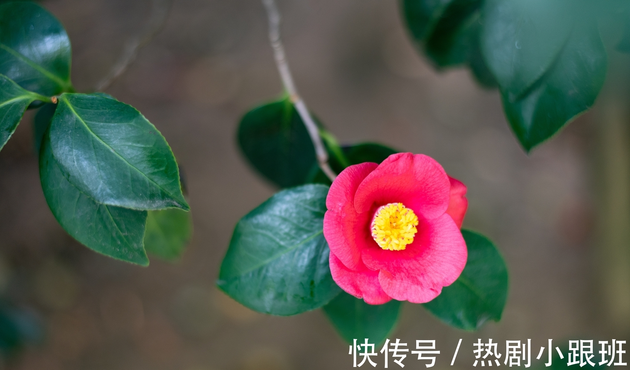 江南客&表达思乡的一首诗,句句感人至深,可惜很多人没有读过