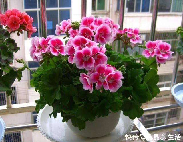 叶翠绿植株壮|7月的天竺葵,少浇肥水少晒太阳,叶翠绿植株壮,开花正艳