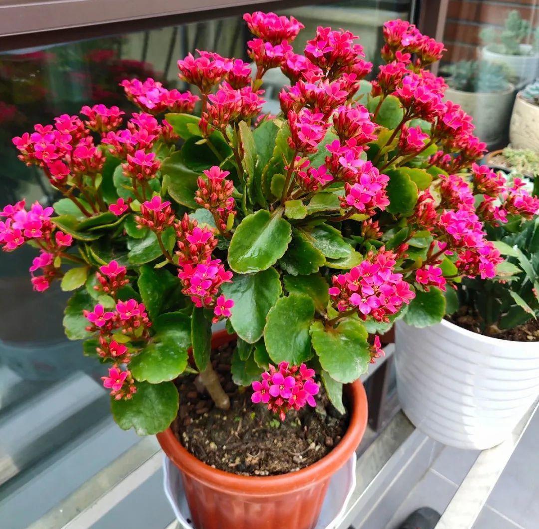 最小的盆,养最牛的花,还能开爆盆,真牛!