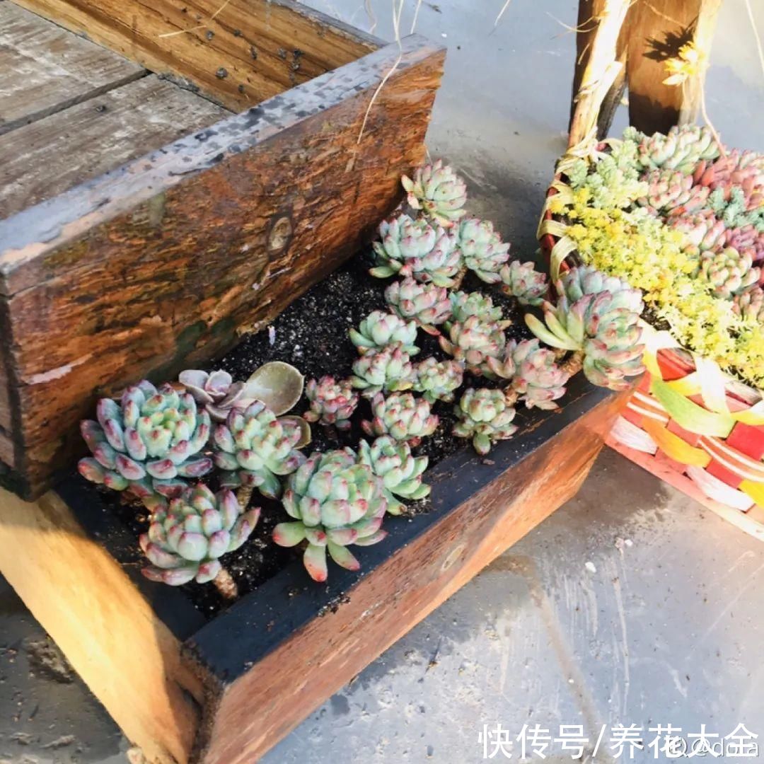 过完年，垃圾桶周围多了不少花，又要开始捡破烂儿了