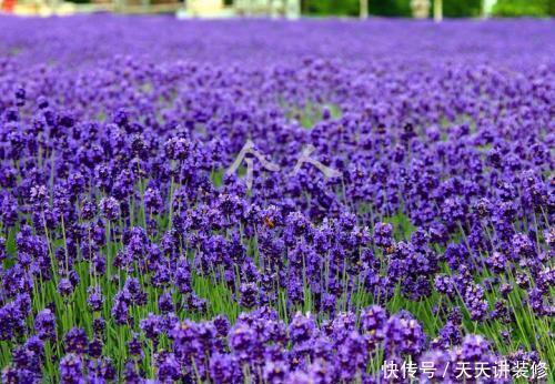 有个小院子,养些紫色的花,待“紫气东来”,浪漫又高级